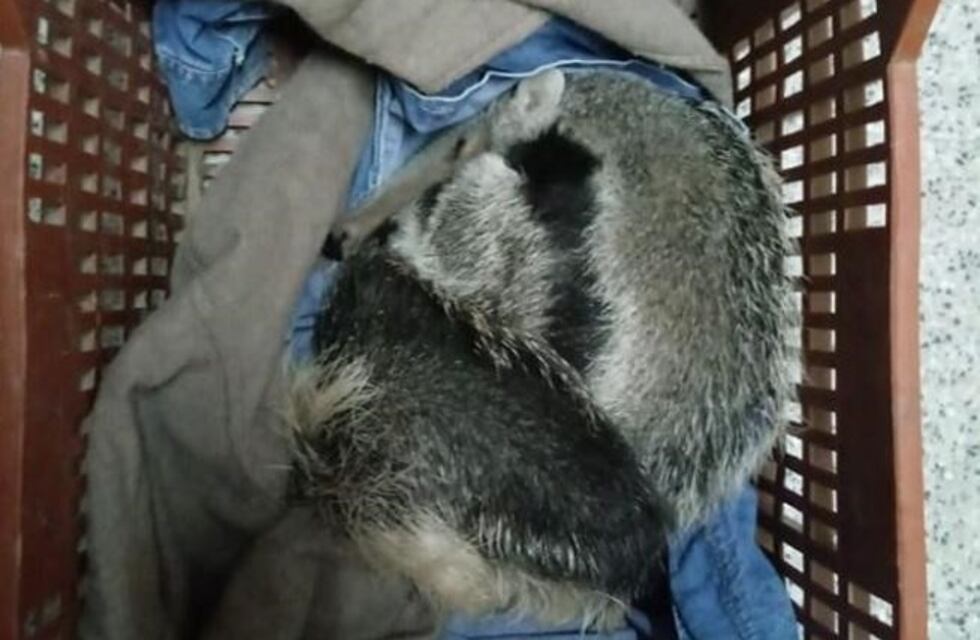 Vendían un oso hormiguero, los descubrieron y huyeron