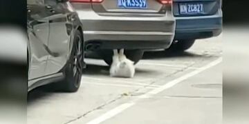 Video del gato haciendo abdominales