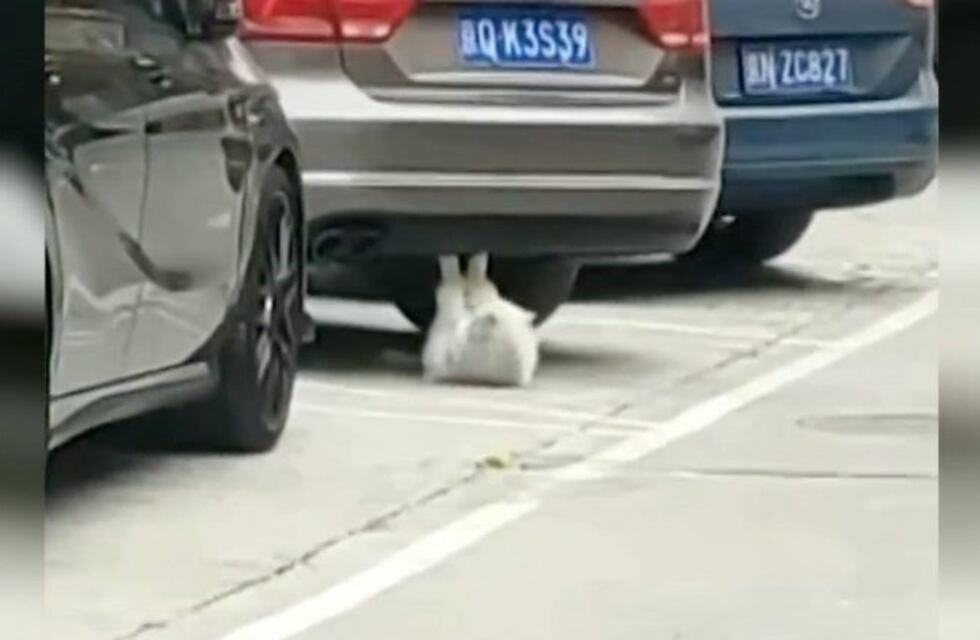 Video viral: ¿gato haciendo abdominales o maltrato animal?