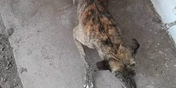 El galgo fue quemado con agua caliente en General Cabrera, Córdoba\u002E