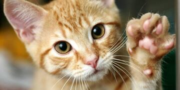 3 cosas que siempre quisiste saber sobre el comportamiento de los gatos\u002E