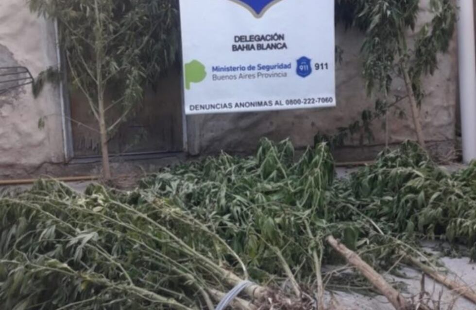 Allanaban una casa por plantas de marihuana y encontraron más en la del vecino