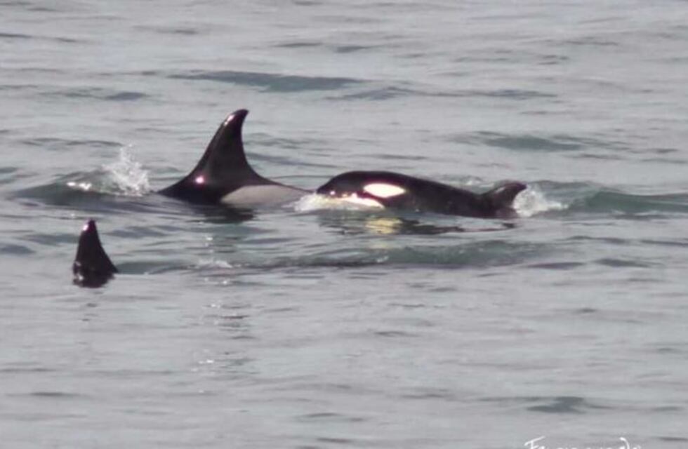 Llegaron las orcas al balneario rionegrino La Lobería
