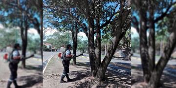 Fumigaron los lapachos de avenida Reyes Católicos (Twitter Nicolás Kripper)