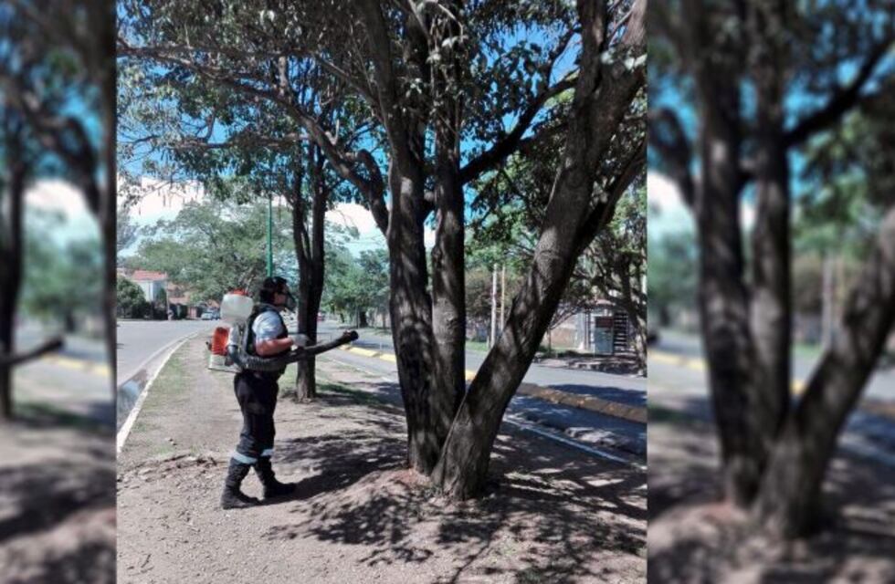 Fumigaron los lapachos de avenida Reyes Católicos