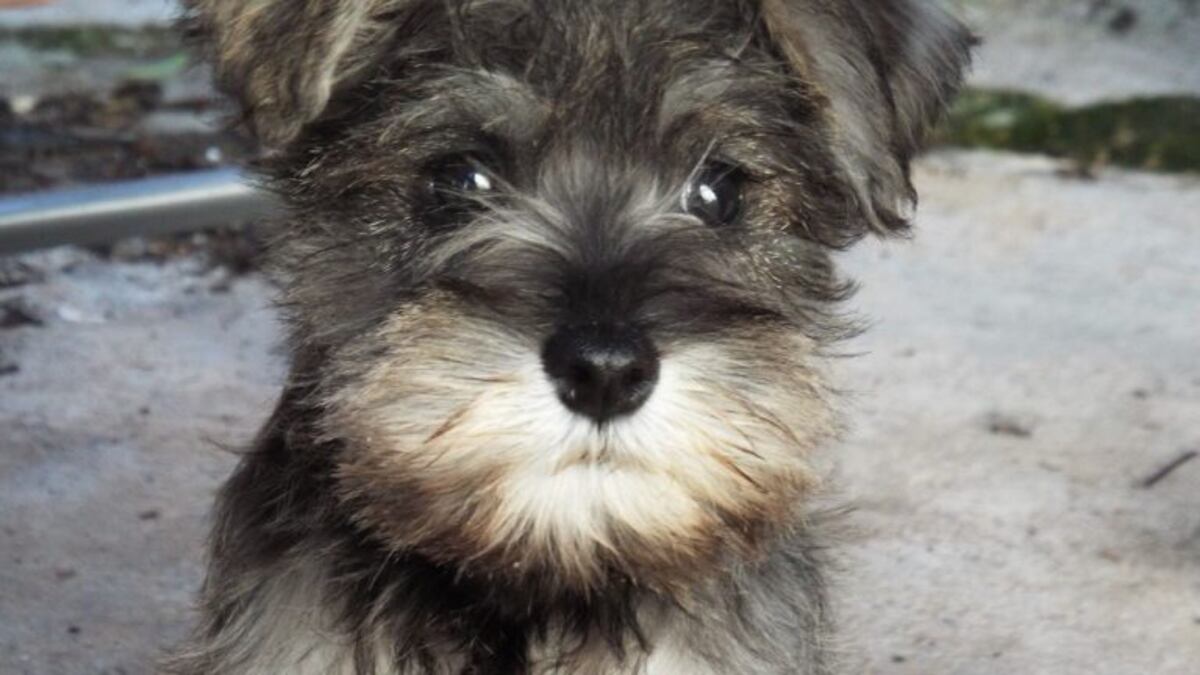 La adorable mascota que la acompañará al altar