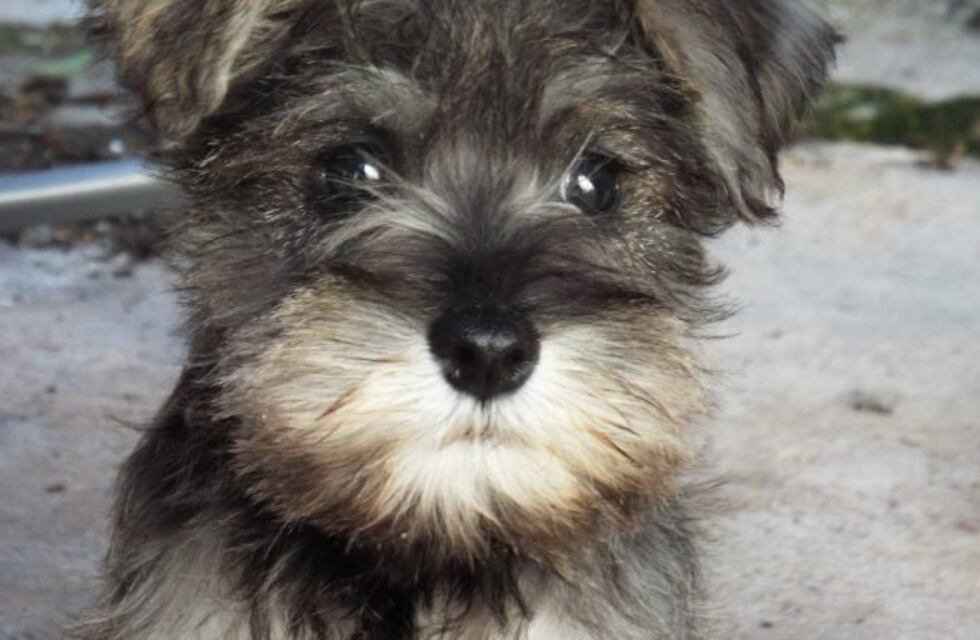 Va a casarse y busca modista para el vestido de su mascota