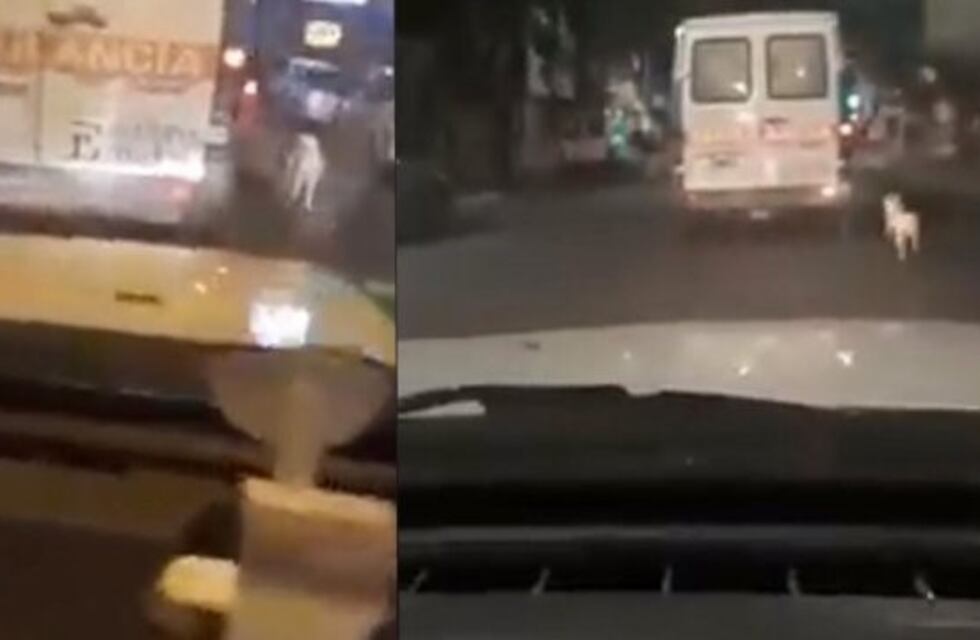 Un perro siguió la ambulancia que llevaba a su dueño al hospital