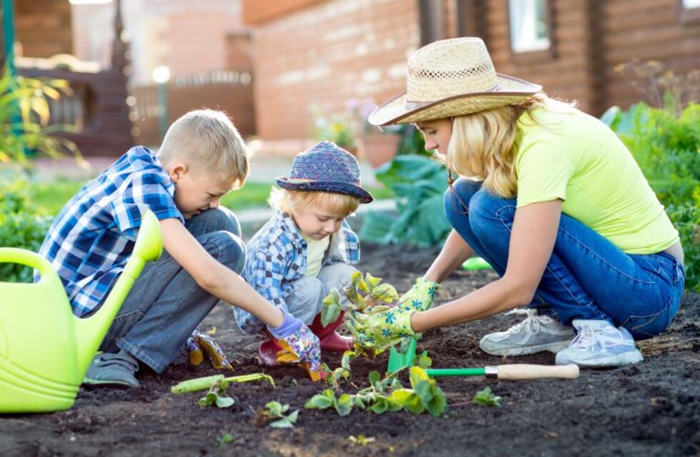 ¿Cómo proteger las plantas de las altas temperaturas?