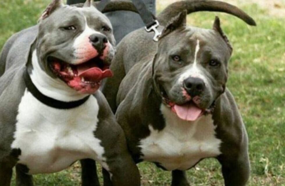 Marcha en La Plata en reclamo por un pitbull que mató a un caniche