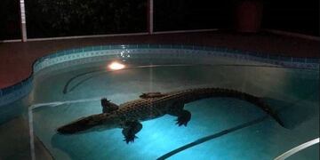 Un cocodrilo se metió en una casa de Florida