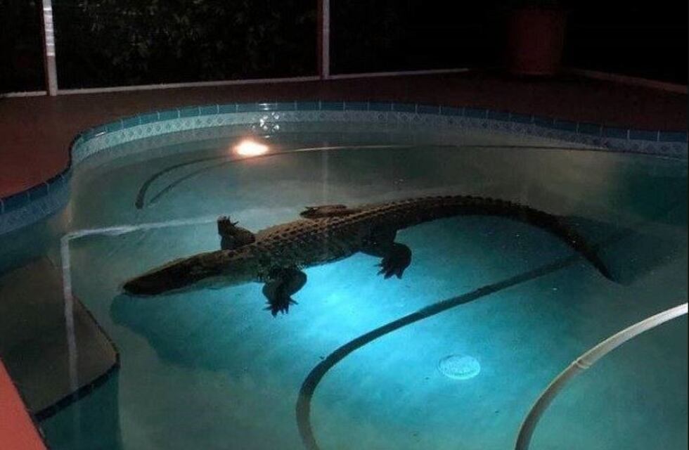 ¡Qué susto! Un cocodrilo gigante se metió en la pileta de una casa en Florida