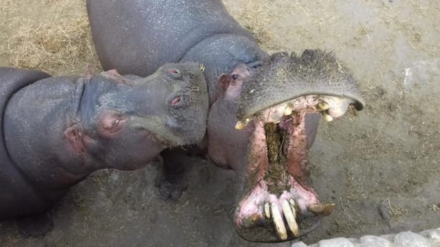 Polémica en el zoologico de Córdoba\u002E