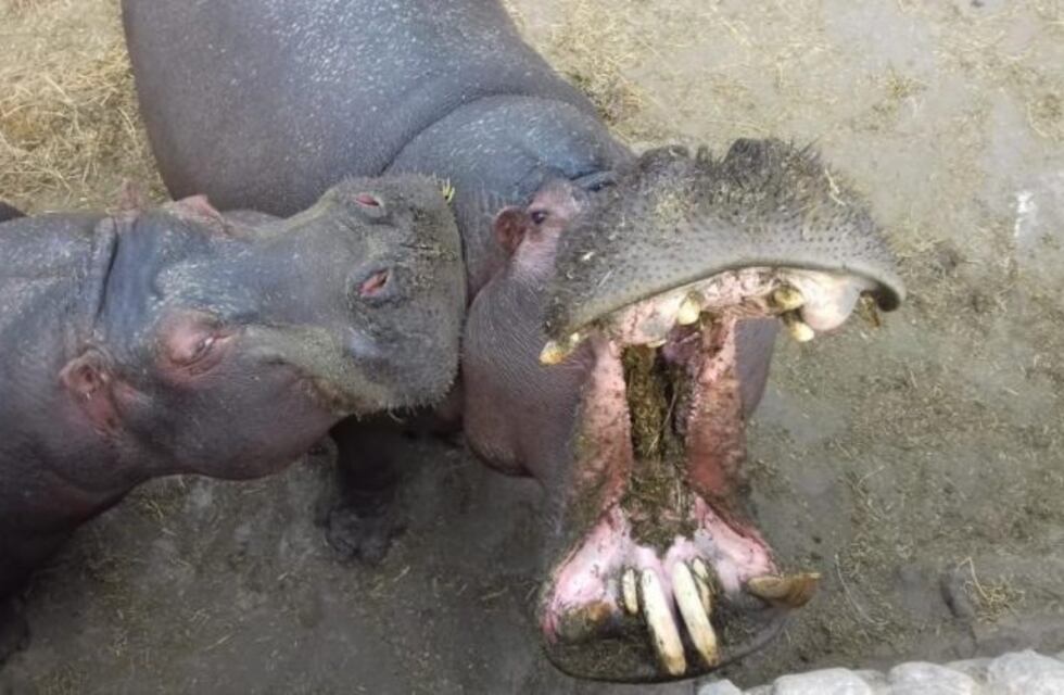 La Municipalidad pondrá un fondo económico para asistir e intervenir el zoológico de Córdoba