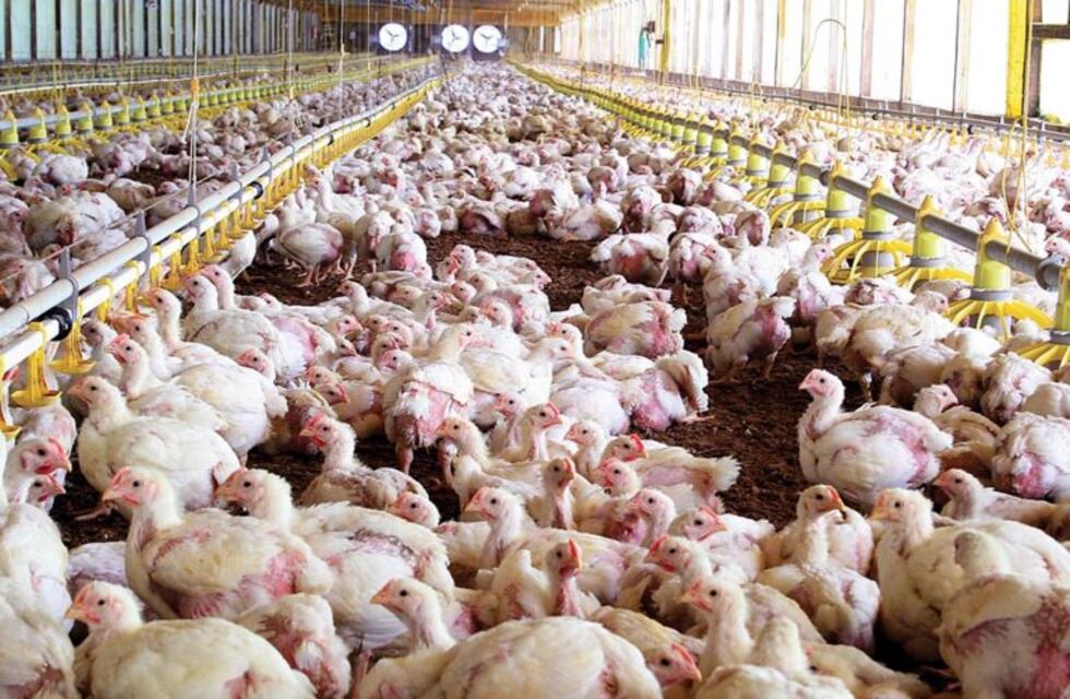 Por un golpe de calor murieron 5 mil pollos en Santa Fe