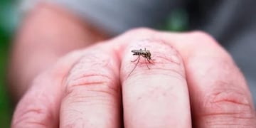 Actualizaron la cifra de contagios de dengue en Santa Fe\u002E