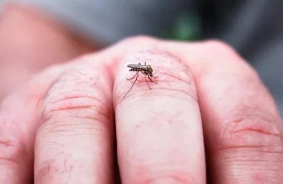 Confirmaron un caso de Dengue en Pergamino