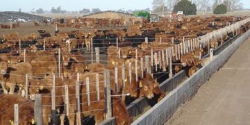 Feedlot Nicanor en San Luis\u002E