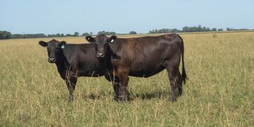 Una exposición rural virtual alcanzó los $25.000.000 en ventas