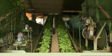 Imagen ilustrativa\u002E Secaderos de yerba mate en Misiones\u002E