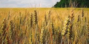 Buena producción de cebada