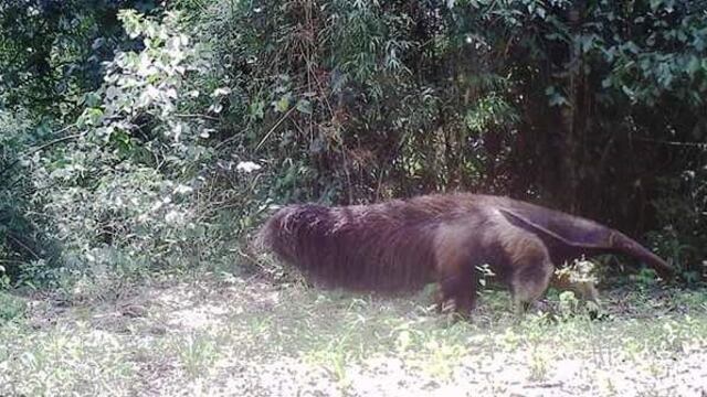 El ejemplar fue captado por las cámaras trampa de la Red Yaguareté\u002E