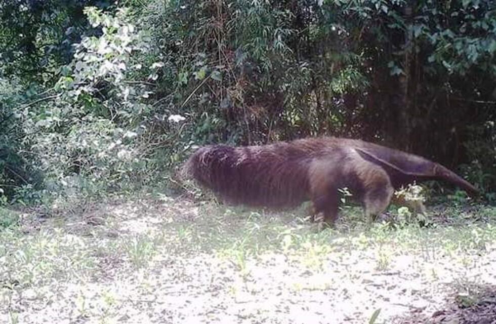 Registraron un oso hormiguero gigante en la selva misionera