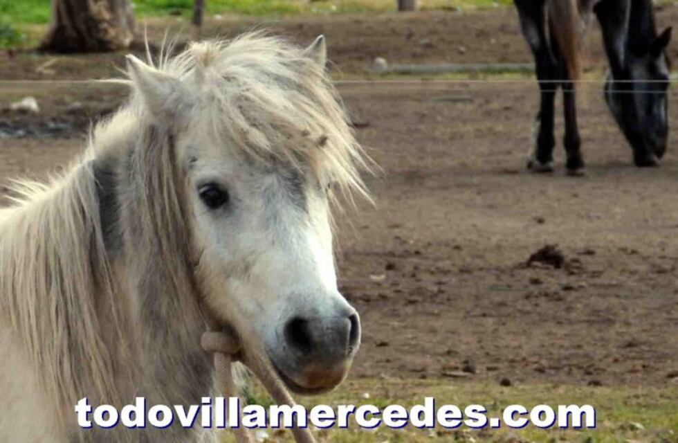 Rescataron a una yegua ciega, preñada y abandonada en San Luis