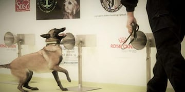 La UBA entrena perros para detectar coronavirus a través del olfato