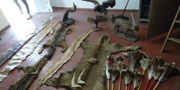 Ambiente rescató animales del comercio ilegal en un operativo para dar con un prófugo de la Justicia