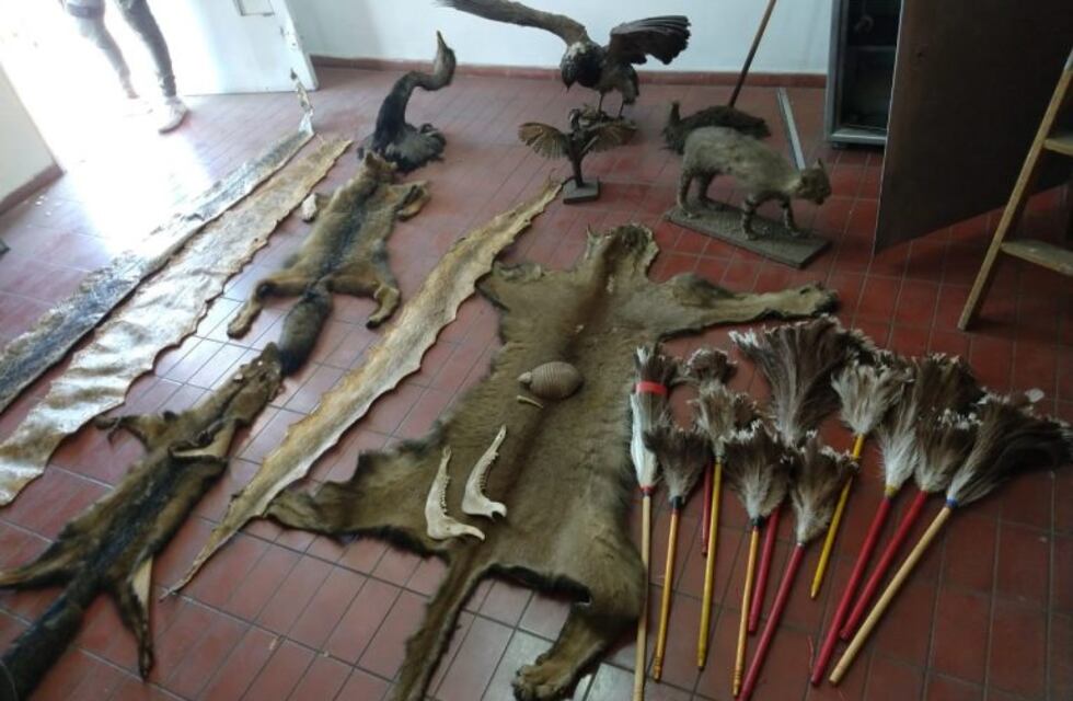 Rescataron animales vivos y embalsamados listos para el comercio ilegal