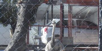 Alta Gracia: un ñandú fue secuestrado de una vivienda\u002E Créditos Mi Valle\u002E