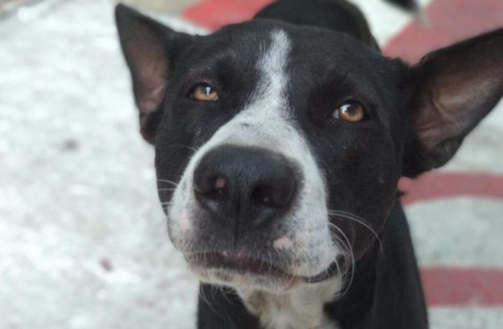 Un perro espera hace 80 días a su dueña que murió en un accidente de tránsito