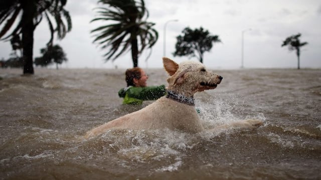 perro nadando inundaciones\r\n\r\nNEW ORLEANS, LA - AUGUST 28: Ruffin Henry and Scout the dog swim in the rising water of Lake Pontchatrain as Hurricane Isaac approaches on August 28, 2012 in New Orleans, Louisiana\u002E Hurricane Isaac is expected to make landfall later today along the Lousiana coast\u002E   Chris Graythen/Getty Images/AFP== FOR NEWSPAPERS, INTERNET, TELCOS & TELEVISION USE ONLY ==\r\n eeuu nueva orleans  eeuu llegada del huracan isaac clima huracanes