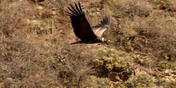 Liberación de un cóndor hembra en San Luis