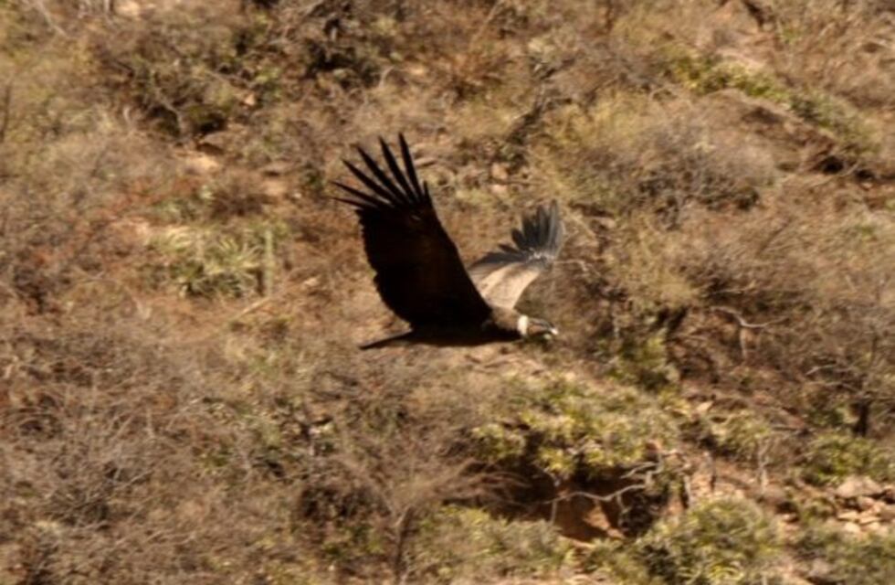 Rescatan un cóndor encontrado en un patio de una familia