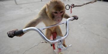 Un mono en bicicleta intentó \