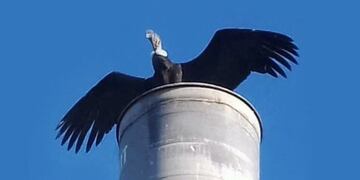 Cóndor en San Antonio de Arredondo\u002E (Foto: gentileza Sala de Prensa Ambiental)\u002E