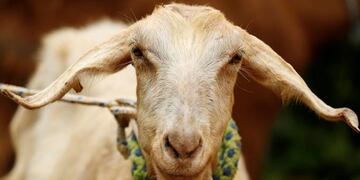 La cabra que predijo quién ganará el Mundial de Rusia 2018\u002E (Foto: Web)