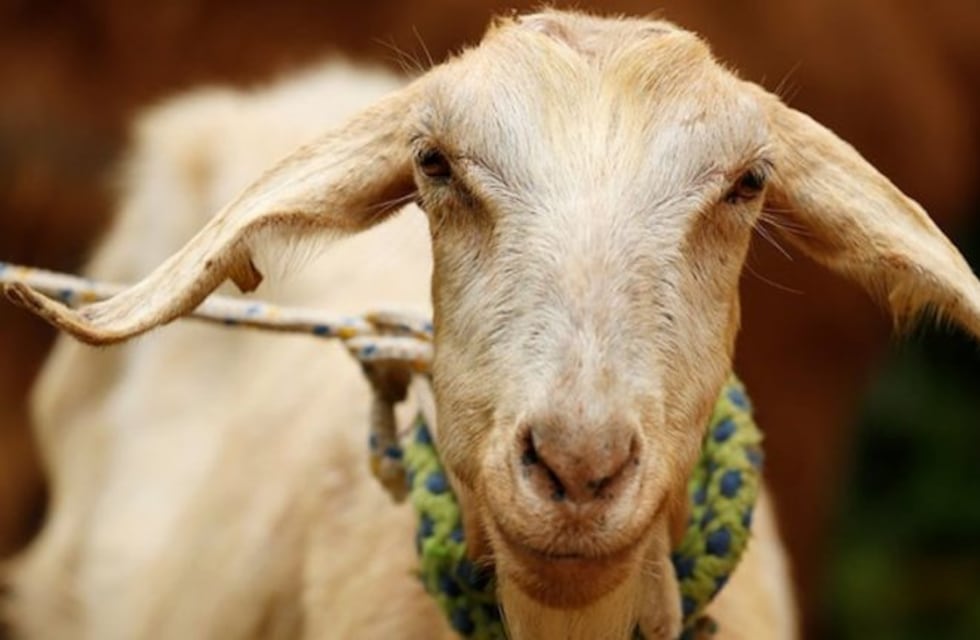 ¿La sucesora del pulpo Paul? Esta cabra predijo quién ganará el Mundial de Rusia