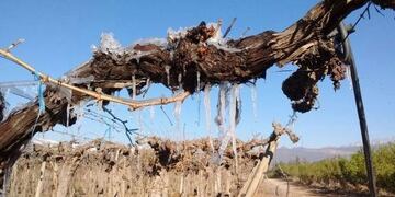 El Fondo Compensador Agru00edcola el pago llegaru00e1 a 1\u002E037 productores que perdieron entre el 50% y el 80% en el u00faltimo ciclo agru00edcola\u002E
