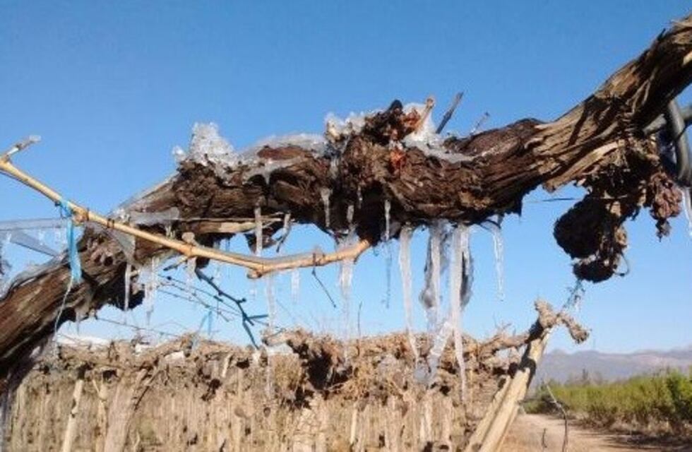 El Fondo Compensador Agrícola comenzó a pagar a productores