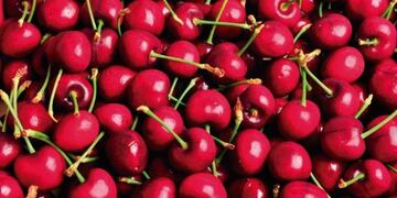 Los productores de cerezas prevén una cosecha récord\u002E