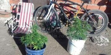 El acusado se escondió en la casa de su suegra, donde se secuestraron plantas marihuana\u002E (Policiales San Nicolás)