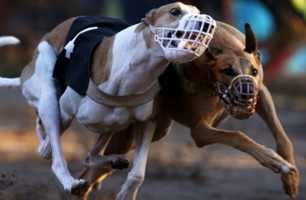 Galgueros sanjuaninos pidieron revisar la prohibición en Córdoba
