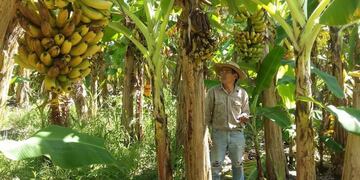 Piden medidas de protección a productores bananeros  regionales