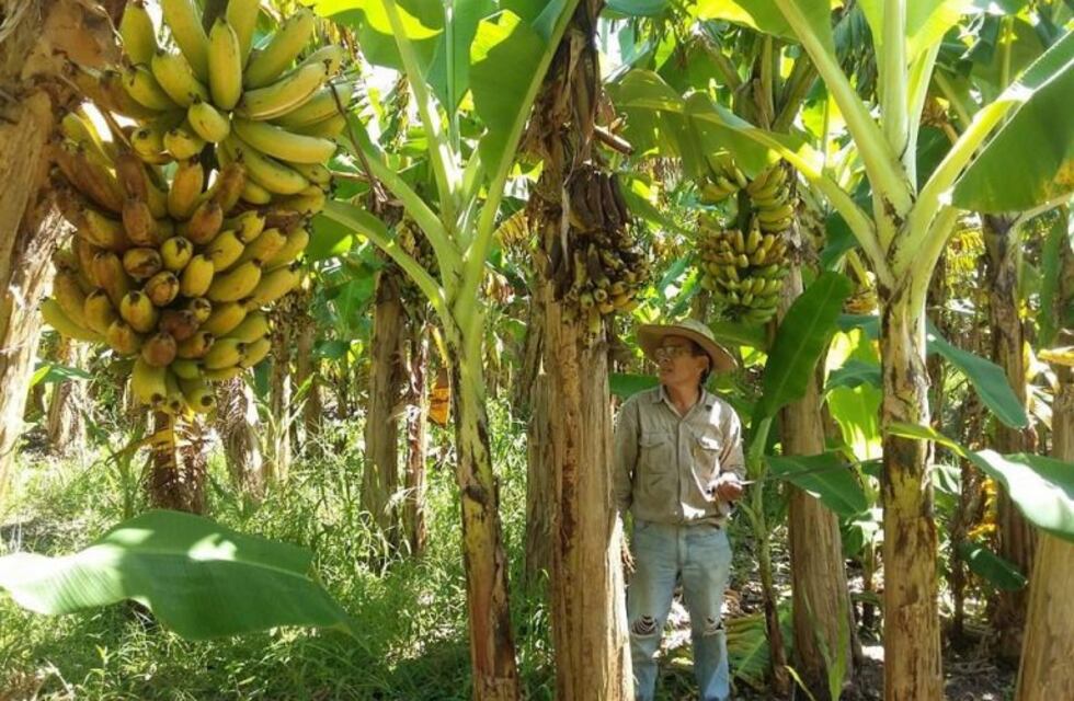 Productores gestionan en SENASA medidas de protección de la banana