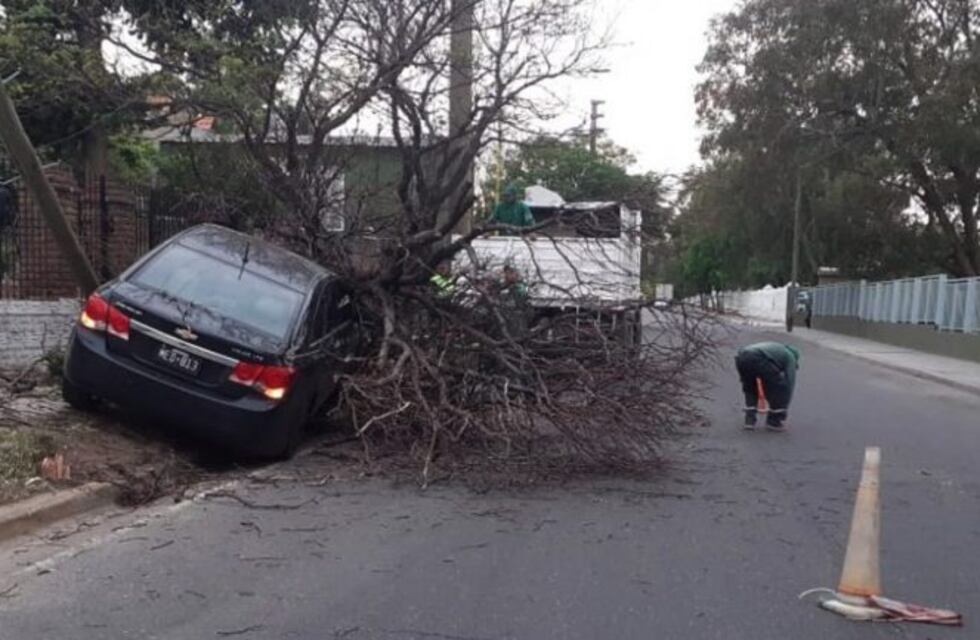 Se quedó dormido y se estrelló contra un árbol