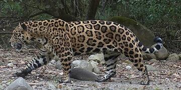 Yaguareté convive con ganado en Misiones\u002E (WEB)