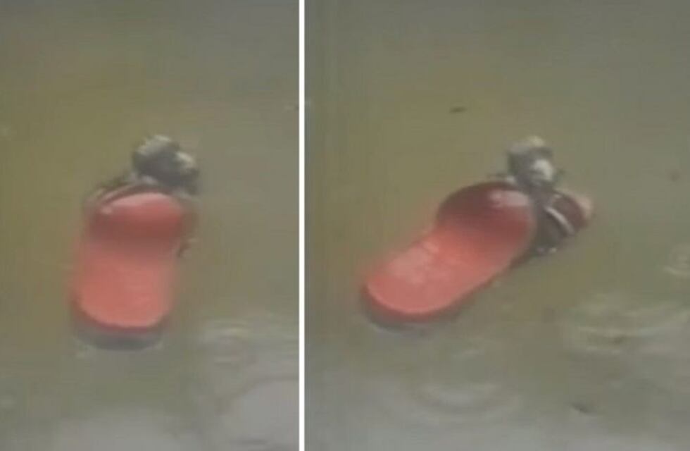 Una rata se salvó del temporal en Tucumán flotando en una ojota